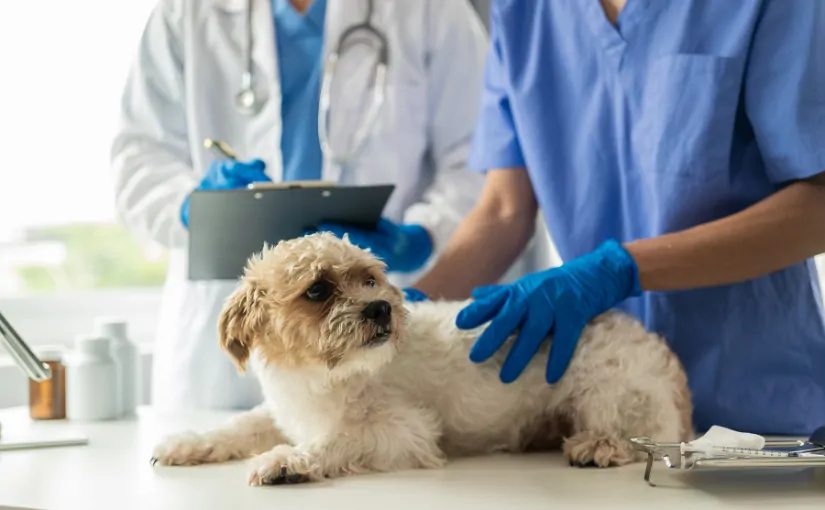Vieworks integra X Caliber en su software para un diagnóstico veterinario asistido por IA