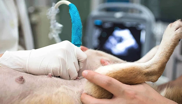 radiologia-veterinaria-4dmedica-2 Equipo de resonancia magnética Magnetom C!
