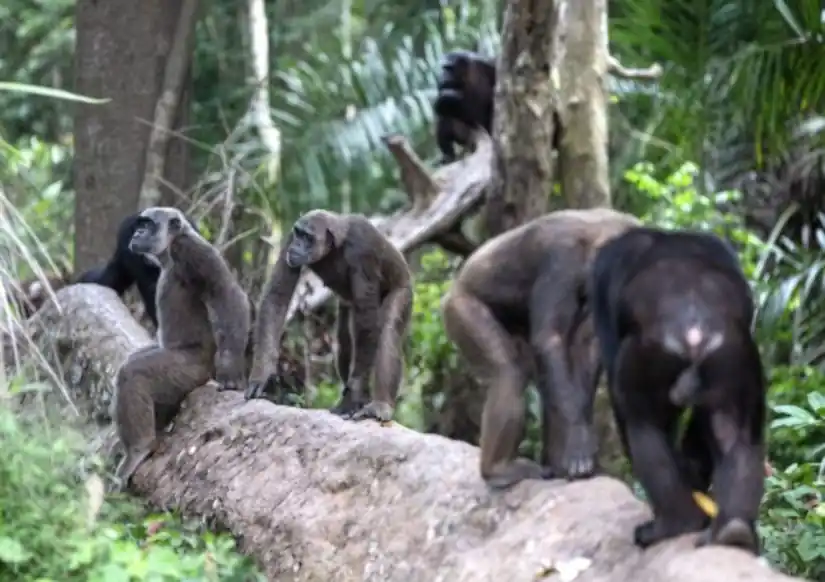 Colaboración entre 4D Medica y el Instituto Jane Goodall: Tecnología médica para la rehabilitación de chimpancés